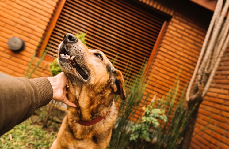 Hôtels & hébergements 